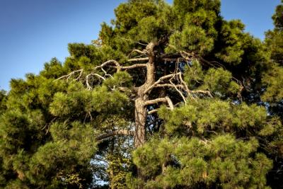 calabrian-pine3