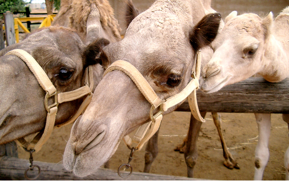 Веселые экскурсии для детей