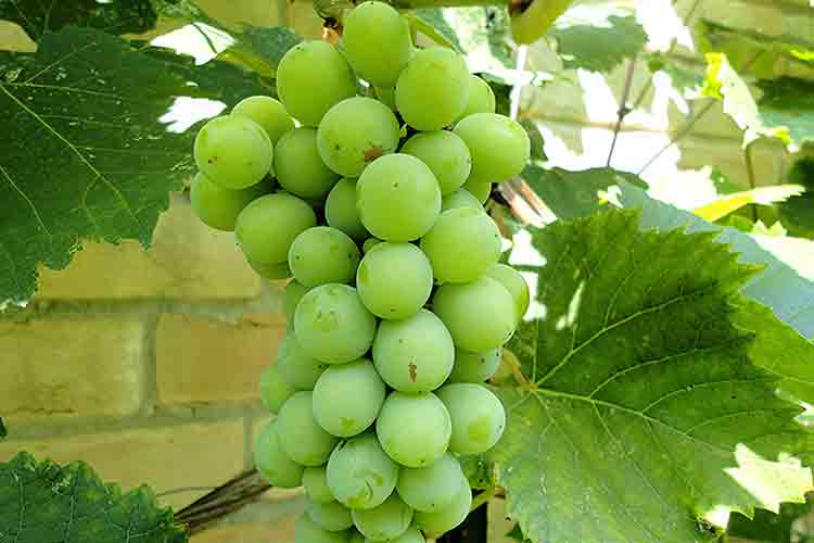 Кипр винодельческий