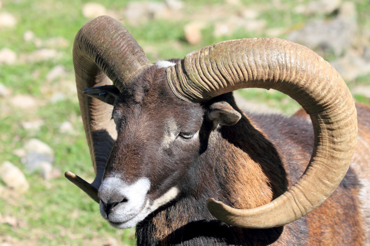 Муфлон кипрский