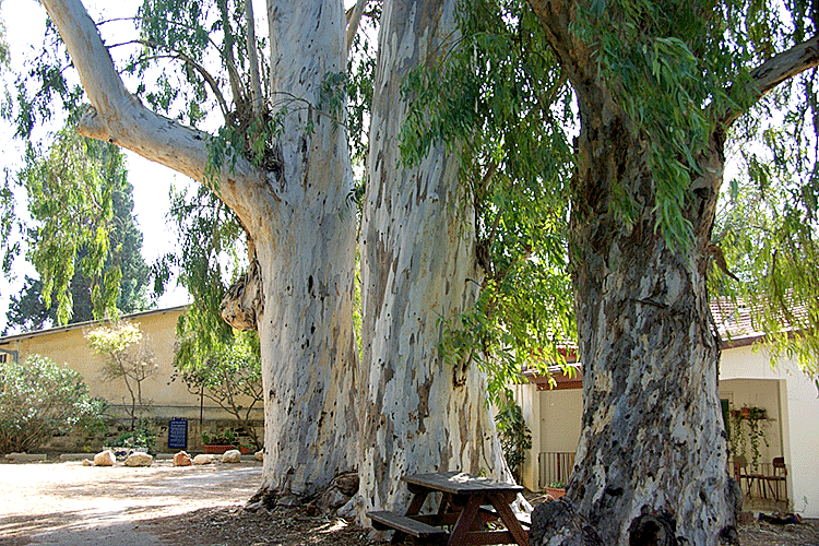 Эвкалипт - гость из Австралии
