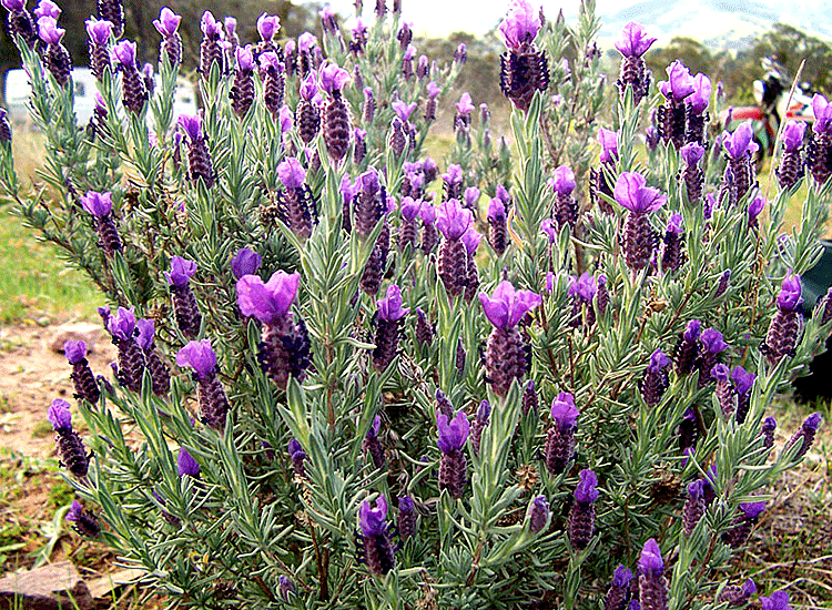 Лаванда - королева ароматерапии