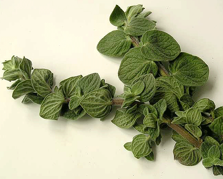 Орегано - лекарство от всех болезней