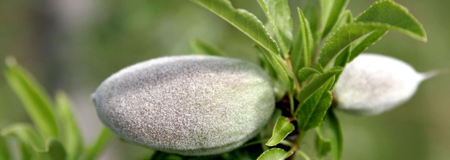 Лечебные травы Кипра