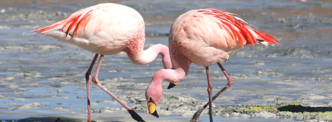 Редкие животные Кипра