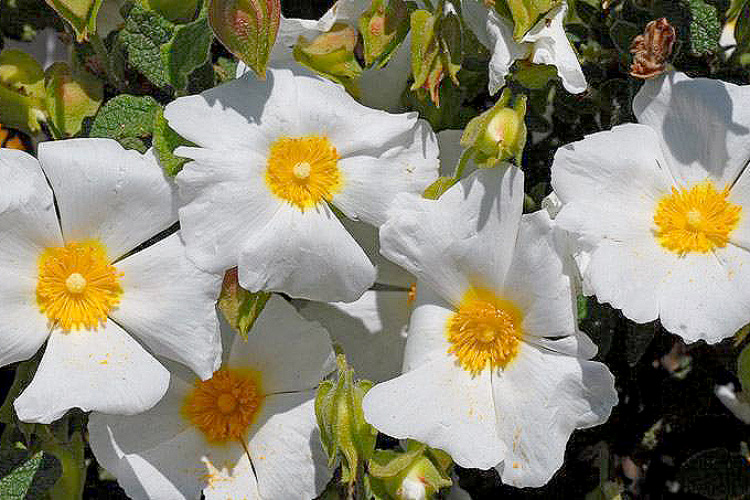 Ботанический парк Троодоса