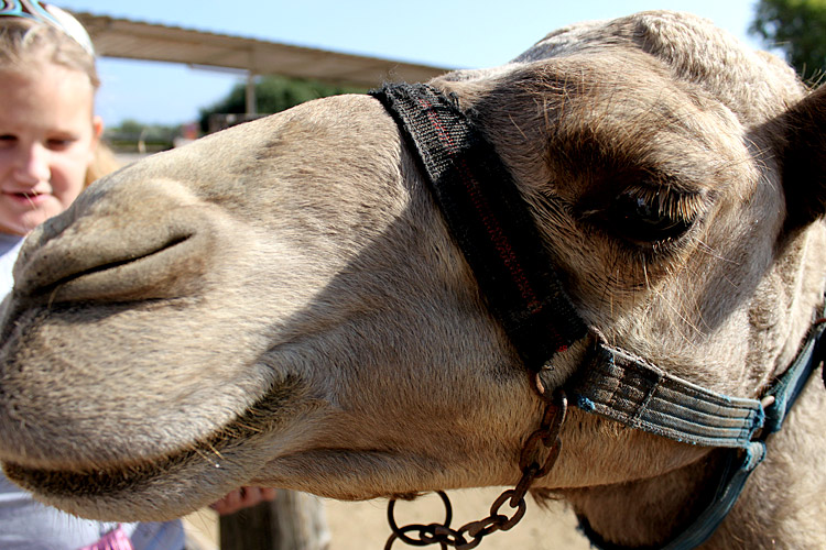 Парк верблюдов