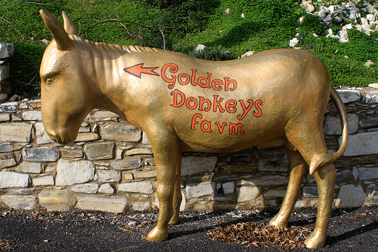 Следуем за золотыми осликами