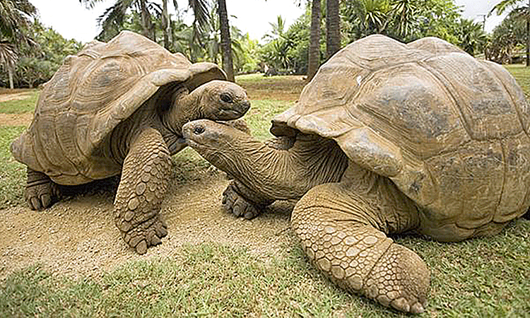 Зоопарк в Лимассоле