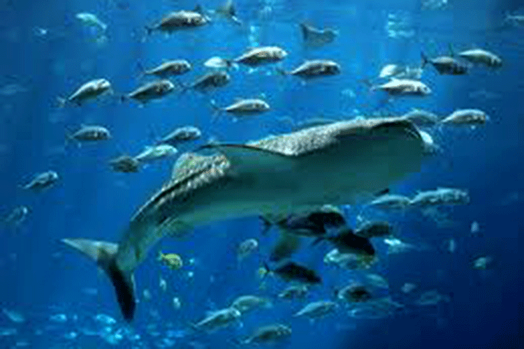 Океанический Аквариум