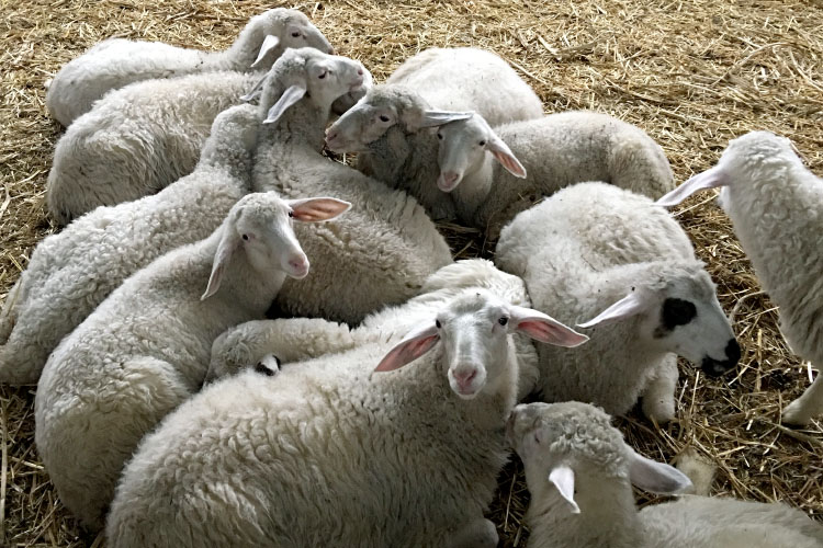 Био Ферма Риверлэнд